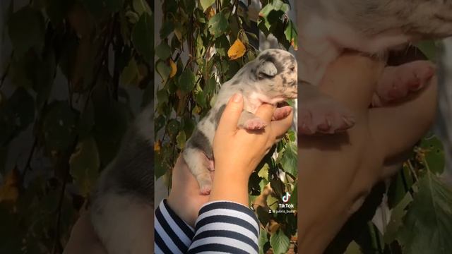 Ам.булли кукольная девочка в типе покет,окрас голубой мерль,предлагается для раннего бронирования смотреть онлайн