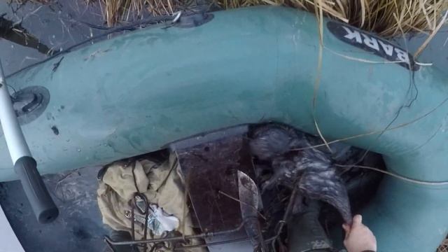 сезон охоты на бобра 2019 считаем оикрытым смотреть онлайн