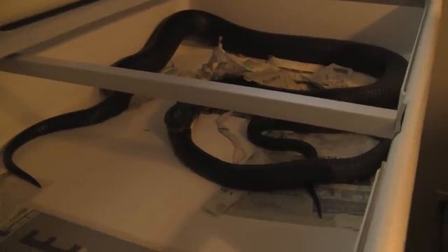 Drymarchon Rubidus Eating A Mussurana