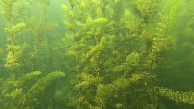 Чудесный подводный мир в 4к 60fps. Окуни в своей среде обитания. Подводные съемки на GoPro. смотреть онлайн