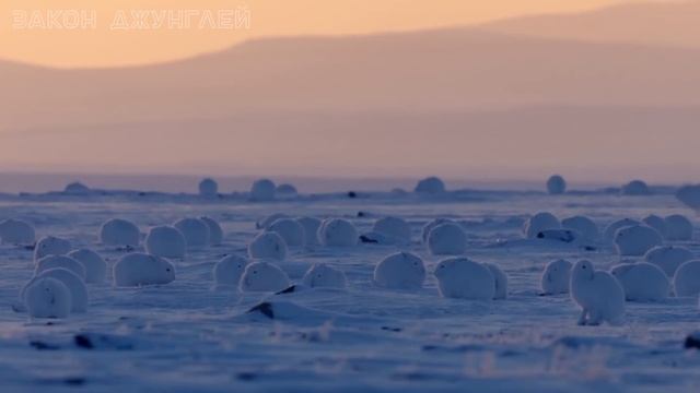 Волк против ТЫСЯЧИ зайцев! Кто победит? смотреть онлайн