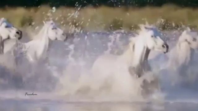 Лошадки