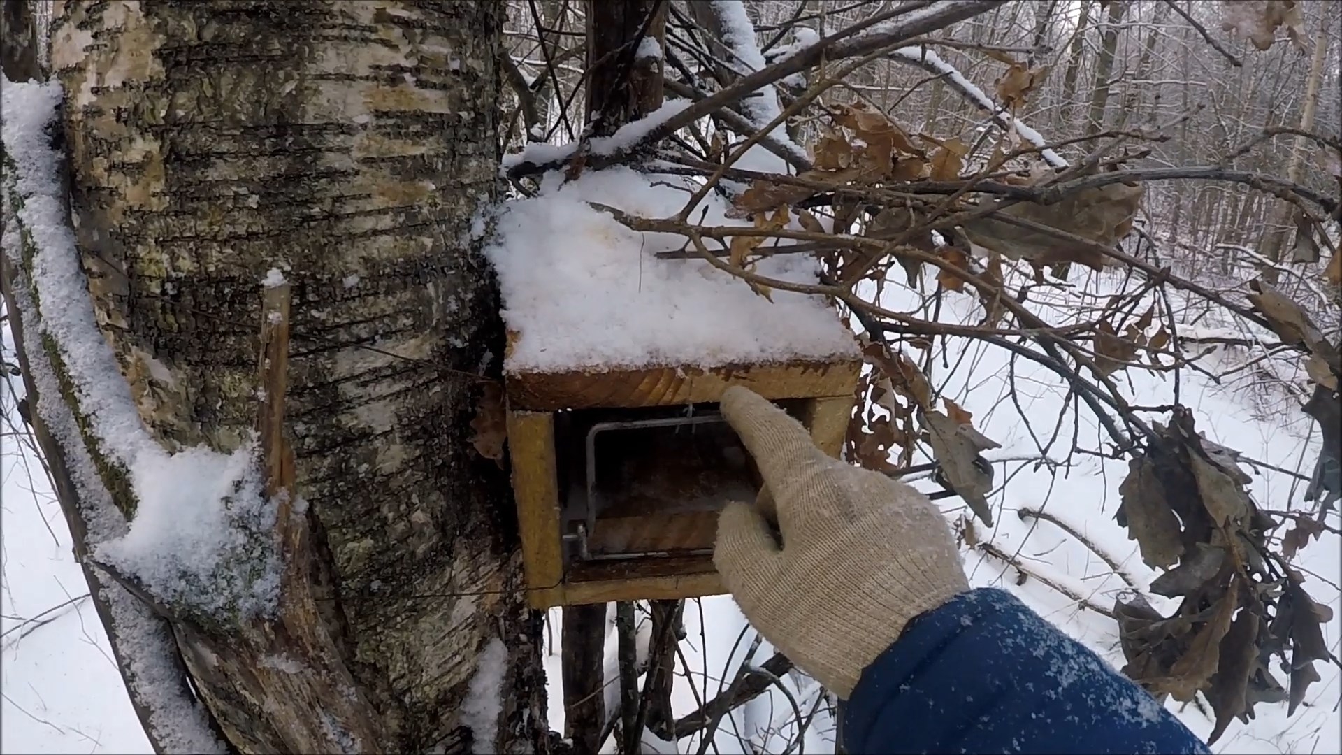 Охота на куницу.Прыгаюшие капканы Яшина на путике. смотреть онлайн