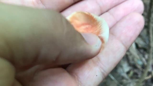 Mushroom Bruising Red смотреть онлайн