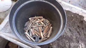 Посадка малины на доращивание в контейнер.