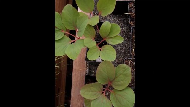 ХИАСТОФИЛЛУМ (CHIASTOPHYLLUM) сем. Толстянковые смотреть онлайн