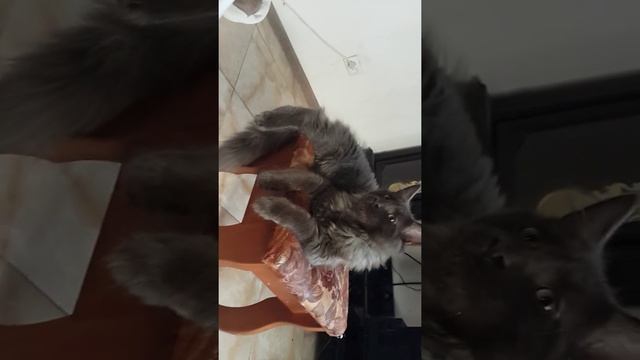 Мейкун Голубой Дым 4 месяца смотреть онлайн
