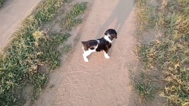 Купила щенка Русский спаниель. Ей 1,5 месяца. Первые прогулки. смотреть онлайн