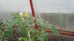 Формирование томата в теплице в два стебля.