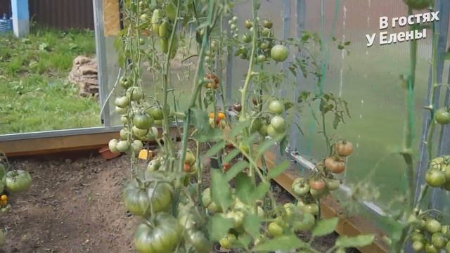 ДАЧА.ГОТОВЛЮ ДЛЯ ЛЮБИМОГО. ПРИНЯЛА РЕШЕНИЕ. ЧТО СДЕЛАЛА С НИМИ. МОИ ЛЮБИМКИ ВО ВСЕЙ КРАСЕ.. смотреть онлайн