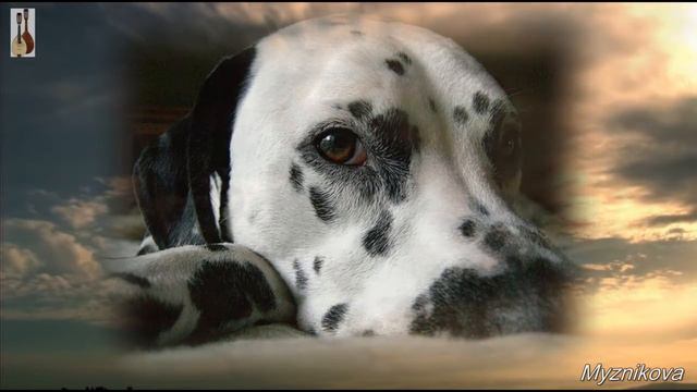 Завещание собаки смотреть онлайн