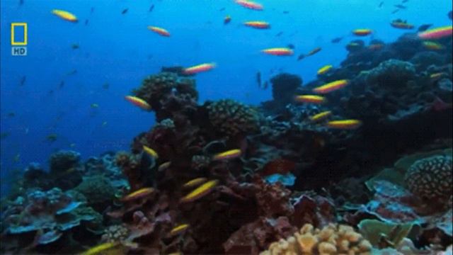 How does ocean produce oxygen?