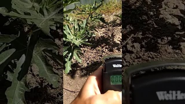 Инжир Брунсвик, созревание первого урожая смотреть онлайн