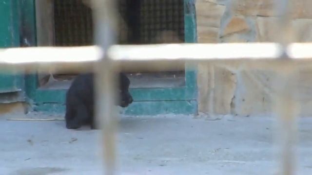 Канадская волчица Ева с детками) Тайган Canadian she-wolf Eva with puppies) Taigan смотреть онлайн