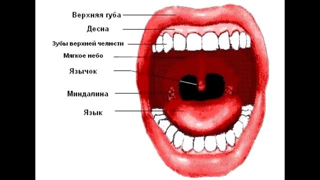 квасцы жженые