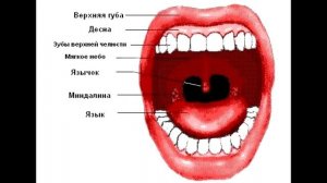 квасцы жженые