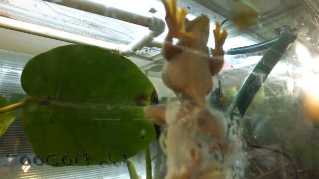 Лягушка, которая летает. Rhacophorus Malabaricus