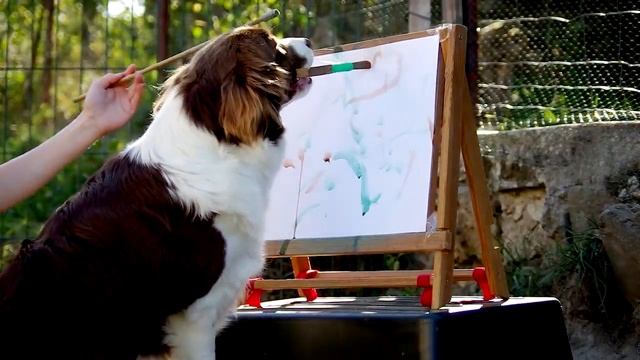 Amazing Dog Tricks by Border Collie JUSTY [4 years] смотреть онлайн