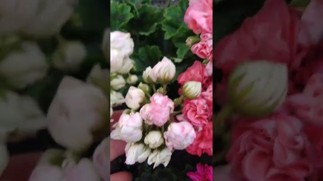 пеларгония сорт Prince Gustav смотреть онлайн