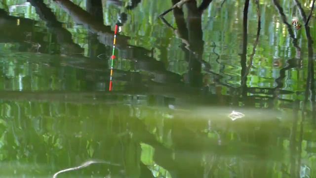 Поплавочная удочка. Fishing angeln озеро Карасун город Краснодар, Рыбалка- как вижу её Я смотреть онлайн