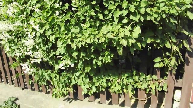 Горец бальджуанский- серебряная кружевная лоза. смотреть онлайн