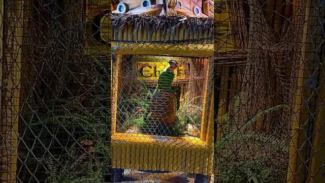 OCNJ Golden Galleon Golf Parrot Animatronic 2022 смотреть онлайн