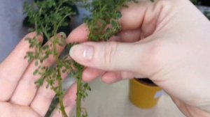 Пилея мелколистная - укоренение в домашних условиях