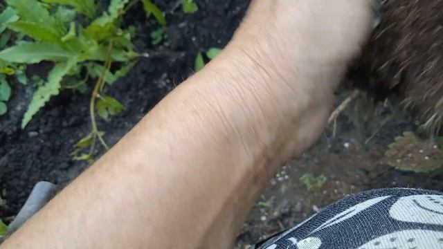 ПОСАДКА МЕДЖИКАЛ СТАРЛАЙТ. КАК ЖЕ ВСЕ ТАКИ НАРАСТАЕТ КОРНЕВАЯ СИСТЕМА ЗА 10 МЕСЯЦЕВ ?09.2022 смотреть онлайн