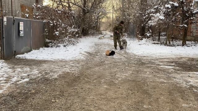 Кавказская овчарка / Дрессировка с котами/ щенок Альта смотреть онлайн
