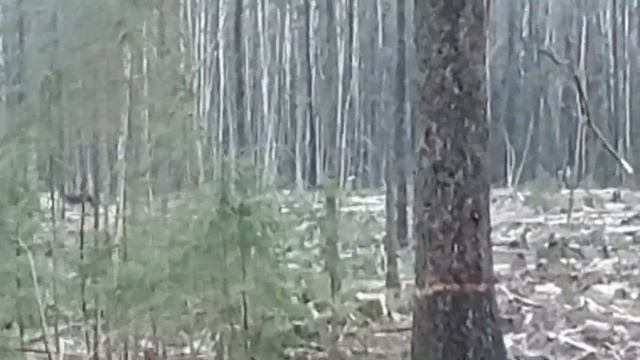 Моменты охоты №1 2022..Лось и лайки) смотреть онлайн