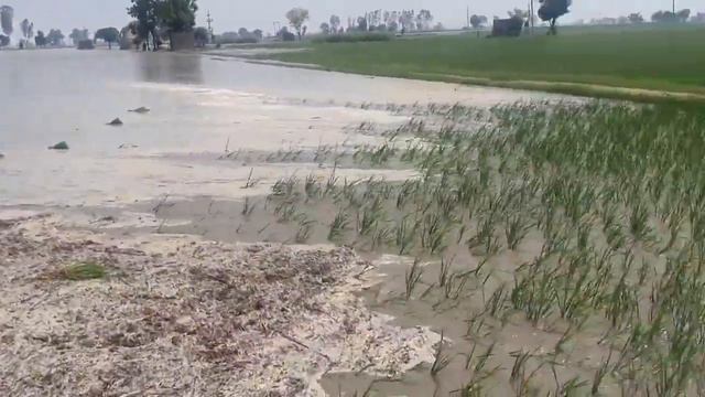 Flood In Punjab | Flood Video | Tauqeer Baloch