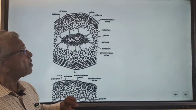 Internal structure of Selaginella Explained by Dr NKBavaliya, Principal,Govt Science College Sikar смотреть онлайн