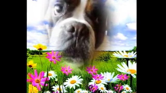 Видео Максюша смотреть онлайн