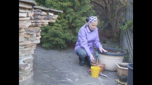 Сажаем гладиолусы в контейнер смотреть онлайн