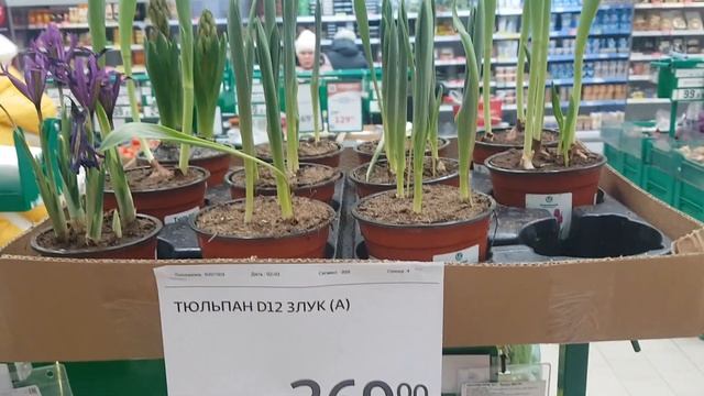 Подарки и живые цветы к 8 марта в АШАН Жуковский смотреть онлайн