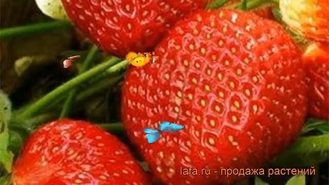 Земляника садовая Симфония (fragaria ananassa) ? обзор: как сажать, рассада земляники Симфония смотреть онлайн