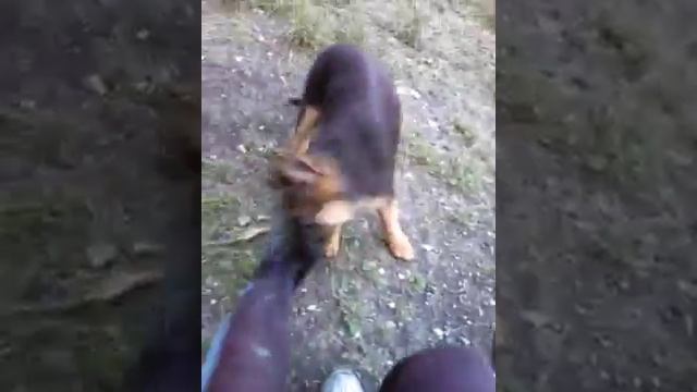 Собака кусает как бешеный смотреть онлайн