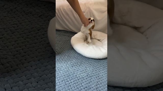 Очень красивый щенок- мальчик кавалер Кинг чарльз спаниель.#кавалеркингчарльзспаниель #щенок смотреть онлайн