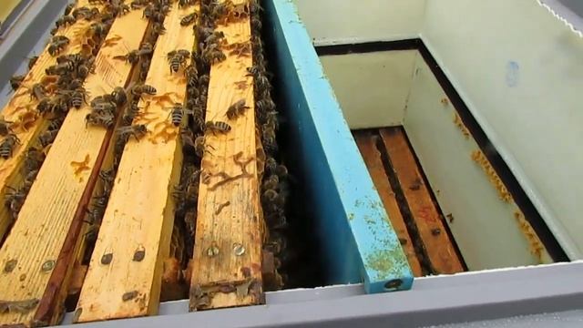 как сделать из 10 рамочного дадана с магазинами, улей на 12 и 14 гнездовых рамок с магазинами смотреть онлайн