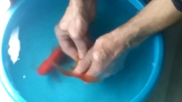 Нерест золотых рыбок. смотреть онлайн