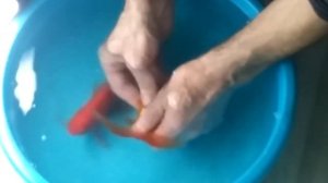 Нерест золотых рыбок.