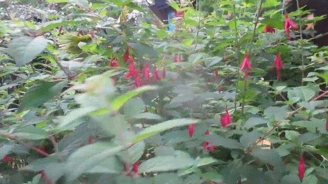 Hardy Fuchsia magellanica for Northern gardens смотреть онлайн