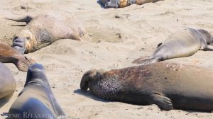 Животные Америки 4K - Живописный Фильм О Дикой Природе С Успокаивающей Музыкой.