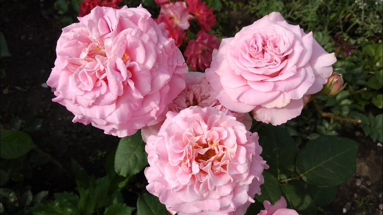 Цветение роз в июле. Праздник! смотреть онлайн