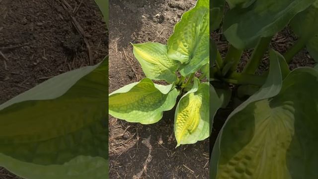 Хосты(лето 2021) сад хост в Бийске #хосты#хоста#сад#садоводство смотреть онлайн