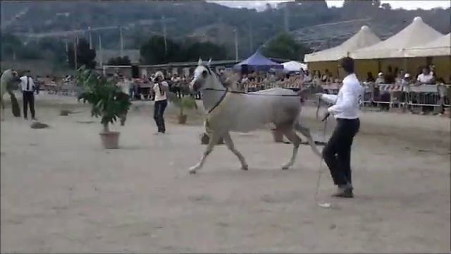 АРАБСКИЕ СКАКУНЫ- САМЫЕ КРАСИВЫЕ В МИРЕ смотреть онлайн