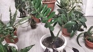 Мои комнатные растения,что у меня растет дома!