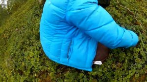 МОРОШКА. Как растёт морошка. Как собирают морошку.