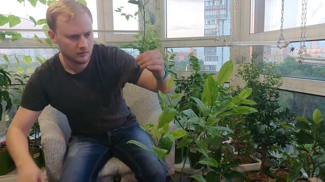 Пересадка цитрусовых в горшок с автополивом смотреть онлайн