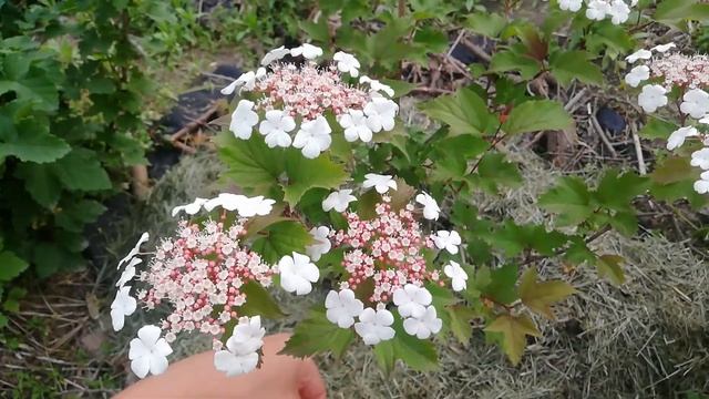Viburnum sargentii 'onondaga' Калина саржента онондага смотреть онлайн